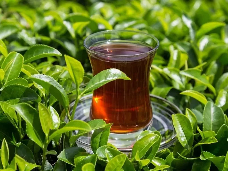 محققان چینی: چای برای سلامتی مفید است اما نحوه نوشیدن آن
اهمیت زیادی دارد